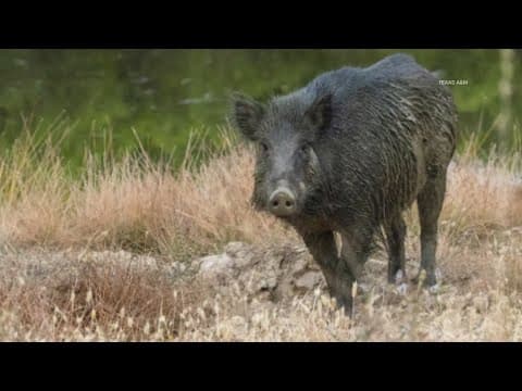 Wild hog attacks, injures 13-year-old girl in North Texas, officials say
