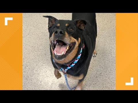 Pets of the Week: 2-22-2025