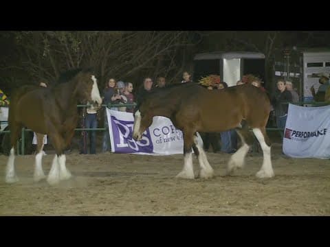 NOPD marks celebrates centennial with Horse, Hops and Cops in New Orleans