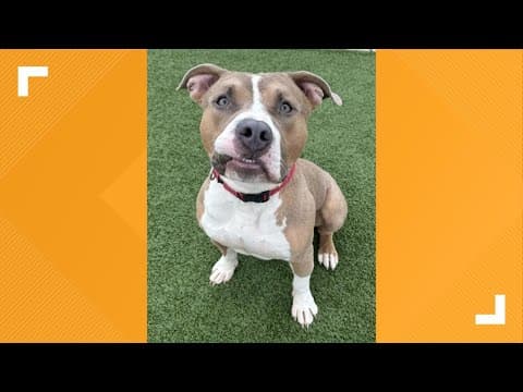 Pets of the Week: 7-26-2025