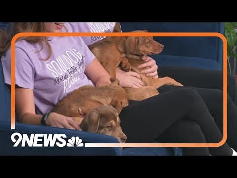 4 adorable puppies need forever homes