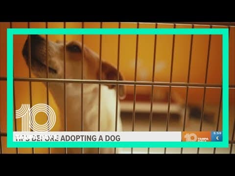 Ready to be a first-time pet owner? Tips and tricks you should know