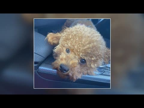 Philadelphia dog found in New Orleans returns home after 9 months