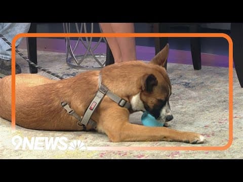 One big, sweet Potato: This 7-month-old pup needs a forever home