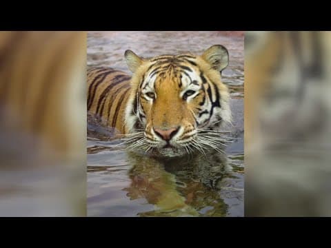 Tradition to bring live tiger on the field at LSU vs Alabama game causes controversy in Louisiana