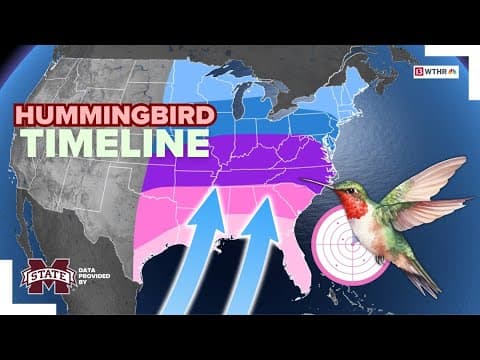 When can you expect hummingbirds to return this spring?