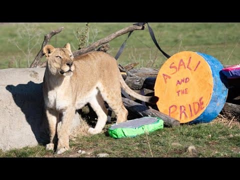 USDA report: Lioness euthanized after incident involving broken barrier at Columbus Zoo