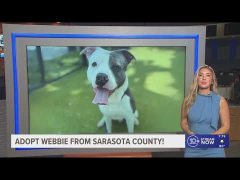 Webbie from Sarasota County looking for fur-ever home!