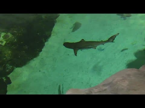 SeaWorld celebrating ‘Shark Awareness Day’ with wide range of experiences