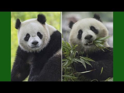 Giant pandas return to National Zoo