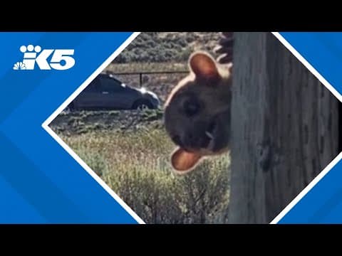 YouTube thumbnail for video HYlaNZi-mE8