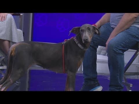 Tailwaggers: Meet Tiana