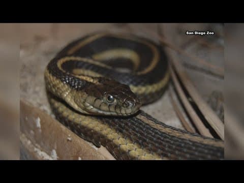 California establishes official state snake, state shrub