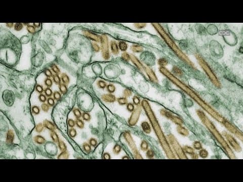 Health officials confirm country's first bird flu-related human death