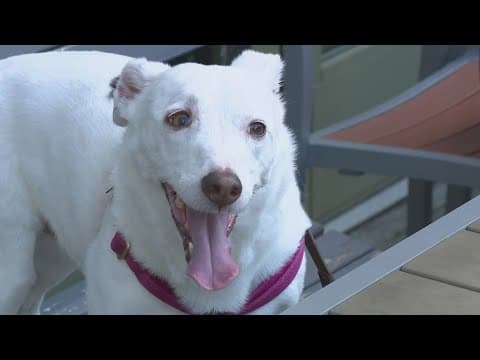 Animal Welfare League celebrates supporters