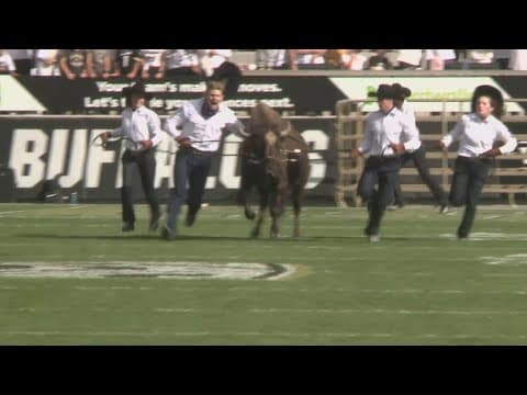 CU mascot Ralphie VI retires
