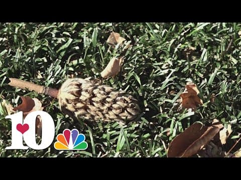 Why you're still feeling spring-like allergies in the fall