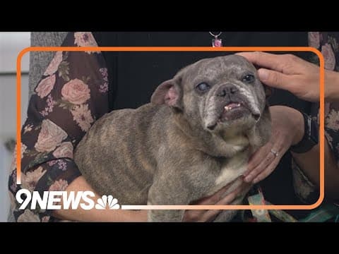 8-year-old Frenchie with an adorable overbite needs a home