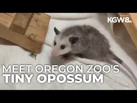 Oregon Zoo welcomes tiny rescued opossum