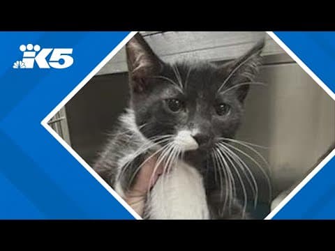 NOAH animal shelter in Stanwood to receive over 30 cats, kittens from hurricane-affected areas