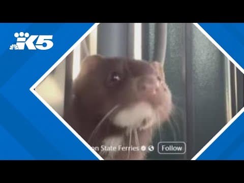 Washington State Ferry has adorable stowaway