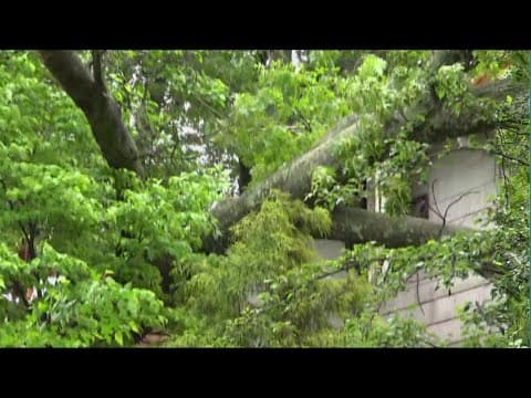 Tree falls on home in Fairfax County