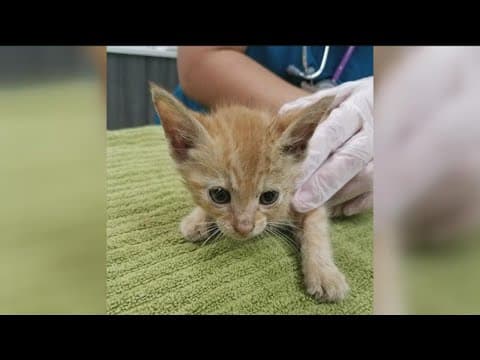 San Diego Humane Society works to tackle alarming number of animal cruelty complaints