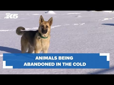 Animals being abandoned in the cold
