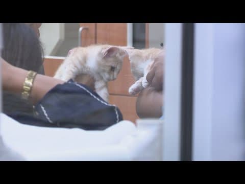 'We found your lost pet...' | New cellphone scam targets pet owners