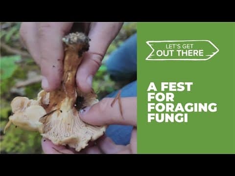 Stevenson Mushroom Festival returns with hunts, family activities this weekend