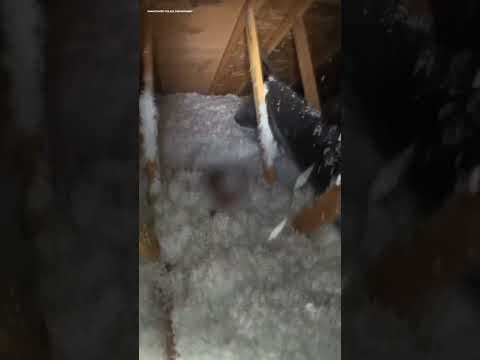 Video shows domestic violence suspect in Vancouver hiding under attic insulation