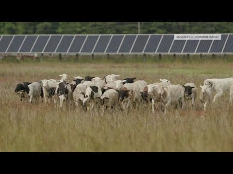 Dominion Energy hires 125 sheep to graze Virginia solar farm