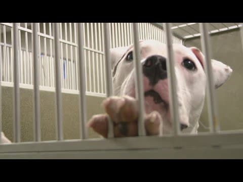 AWLA seeking foster homes for animals as they undergo construction