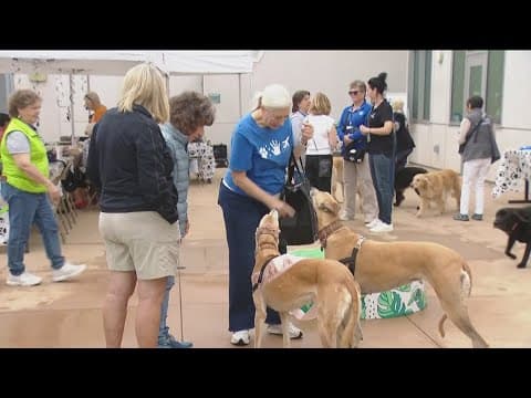 Airport therapy dogs are thrown a surprise party to thank them for their service