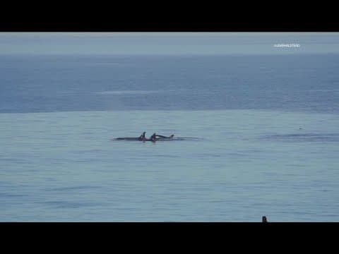 At least three orcas spotted at La Jolla Shores beach