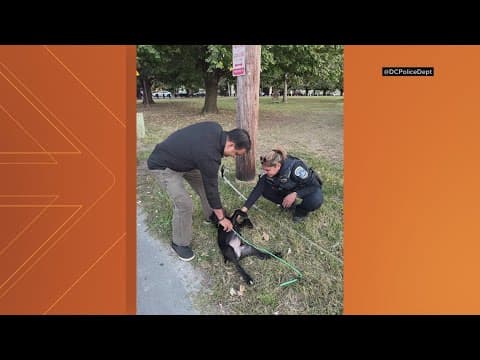 DC Police reunite stolen dog with owner