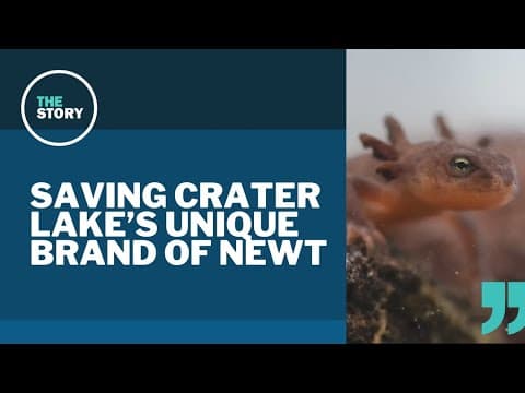Oregon Zoo launches new plan to save the Crater Lake newt