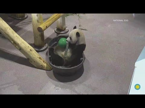 New video of giant pandas playing shared with public ahead of their debut at the National Zoo