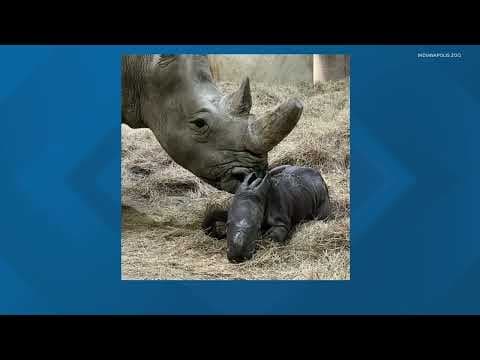 Indianapolis Zoo celebrates birth of white rhino calf