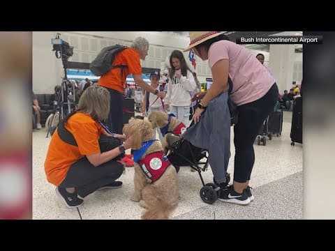 Therapy dogs deployed at Bush Intercontinental Airport in Houston to help lower stress for travelers