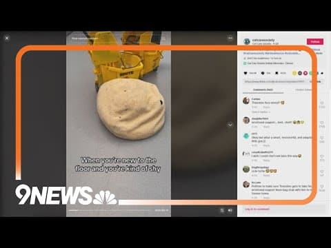 Cat in Colorado shelter goes viral...for acting like a turtle