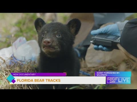 Tracking Florida bears