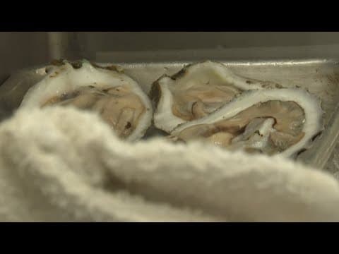 Two more dead after Louisiana oysters linked to flesh-eating bacteria