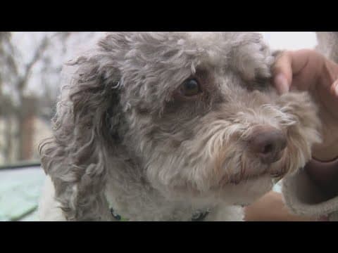 Neighbors save man's dog from burning home in Maryland