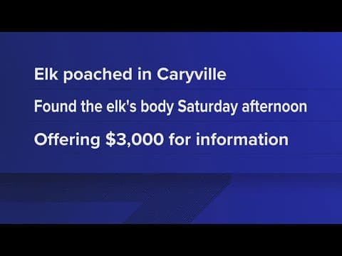 Poached elk in Caryville spurs $3,000 reward for conviction