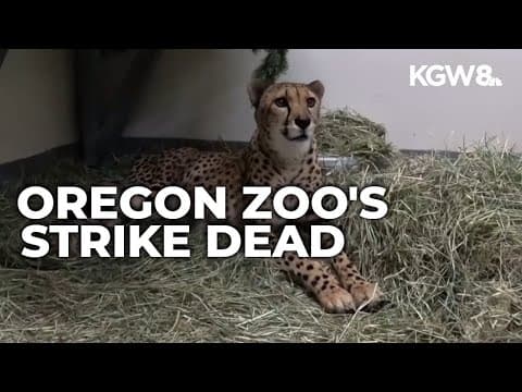 Oregon Zoo cheetah Strike dead at 15