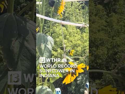 Alex Babich of Fort Wayne, Indiana grows world record sunflower
