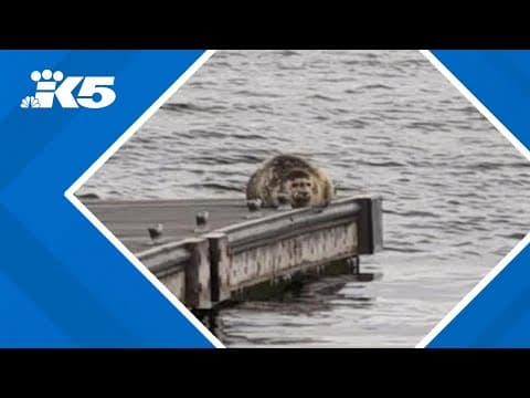 'Don't touch them and give them space': Seal pupping season underway in Puget Sound