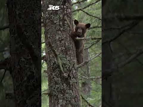 Rehabilitated bear cubs released