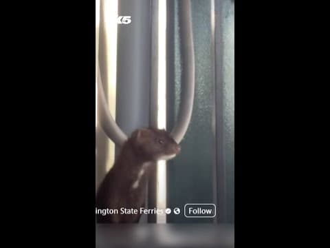 Washington State Ferry has adorable stowaway